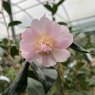 Camellia oleifera hyb 'Winter's Interlude'