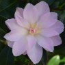 Camellia x williamsii 'Margaret Waterhouse'