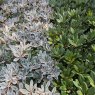 Compact Rhododendron Foliage Collection (4 x 3 litre plants)