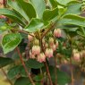 Enkianthus campanulatus AGM