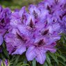Rhododendron Blue Graziella INKARHO