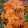 Deciduous Azalea Hanger's Flame