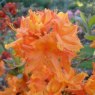 Deciduous Azalea Hanger's Flame