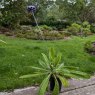 Primula capitata