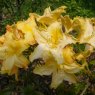 Deciduous Azalea Harvest Moon