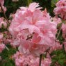 Deciduous Azalea Helena Evelyn