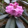 Rhododendron Colonel Rogers