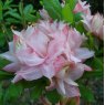 Deciduous Azalea Helena Evelyn