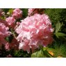 Deciduous Azalea Helena Evelyn