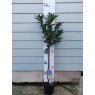 Deciduous Azalea Homebush  AGM STANDARD