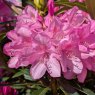 Rhododendron Graziella STANDARD