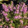 Erica carnea 'March Seedling' AGM