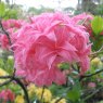 Deciduous Azalea Homebush  AGM