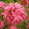 Deciduous Azalea Homebush  AGM