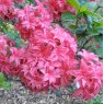 Deciduous Azalea Homebush  AGM