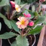 Primula Bucks Fizz