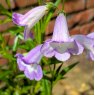 Penstemon 'Alice Hindley'