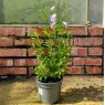 Penstemon 'Alice Hindley'