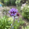Verbena bonariensis AGM
