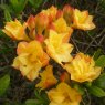 Deciduous Azalea Imago