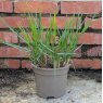 Calamagrostis × acutiflora 'Karl Foerster' AGM
