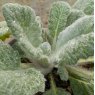 Salvia argentea AGM