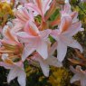 Deciduous Azalea Irene Koster  AGM