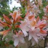 Deciduous Azalea Irene Koster  AGM