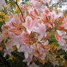 Deciduous Azalea Irene Koster  AGM