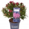 Rhododendron 'Grazeasy Dark Pink'  INKARHO