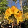 Deciduous Azalea Golden Oriole AGM