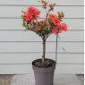 Evergreen Azalea Juliette STANDARD