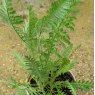 Achillea Cloth Of Gold AGM