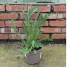 Achillea Cloth Of Gold AGM