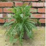 Achillea Pink Grapefruit