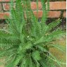 Achillea Terracota
