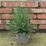 Achillea Terracota