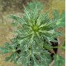 Eryngium Big Blue AGM