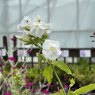Phlox paniculata 'David' AGM