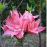 Deciduous Azalea Jessica Rose