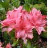 Deciduous Azalea Jessica Rose