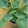 Hosta Halcyon AGM