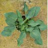 Hosta Halcyon AGM