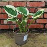 Hosta Minuteman AGM