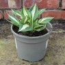 Hosta White Bikini