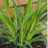 Molinia Transparent AGM