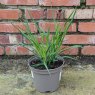 Molinia Transparent AGM