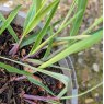 Panicum Heavy Metal AGM