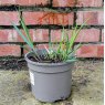 Panicum Heavy Metal AGM