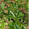 Potentilla Miss Willmott
